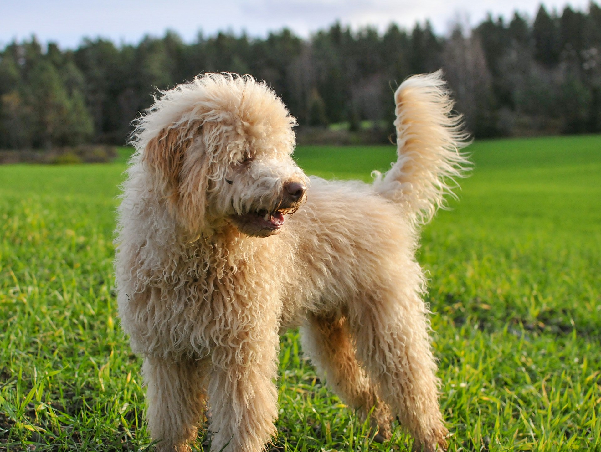 Fluffy, curly-haired dog standing on green grass in a field, looking to the side. Trees are visible in the background.