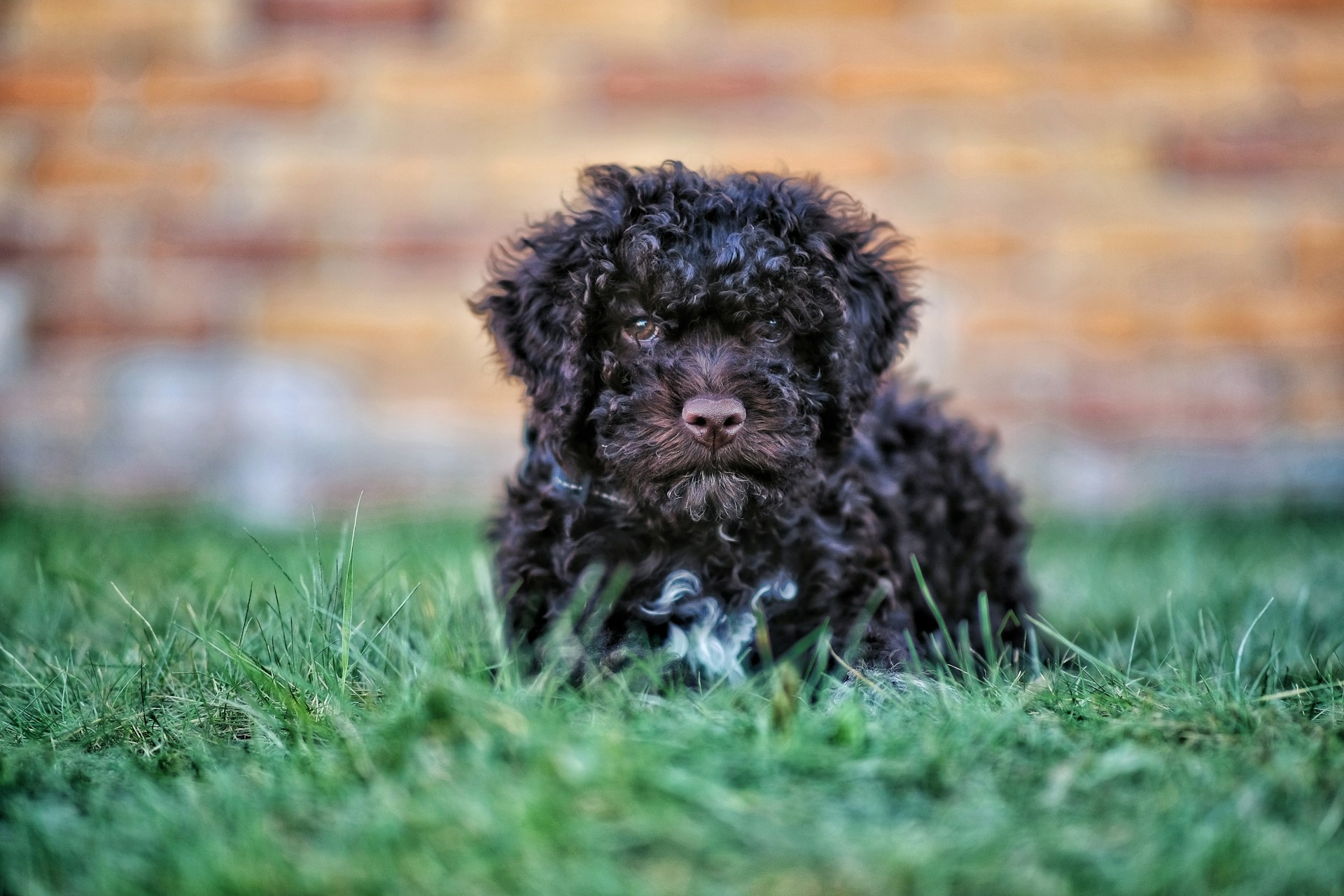 Curly-haired black puppy with white markings sits on grass with a blurred brick wall in the background.