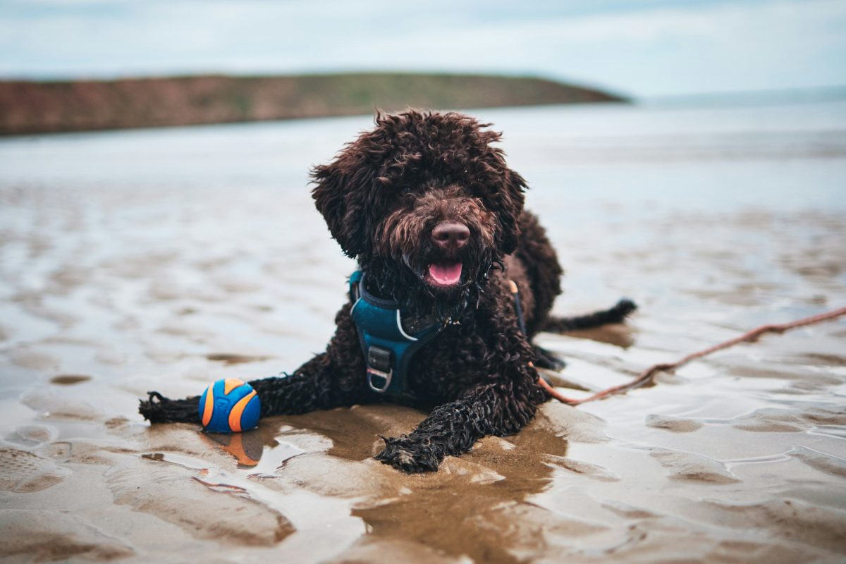 A brown curly-haired dog lies on wet sand, wearing a blue harness and holding an orange and blue ball in its left paw.