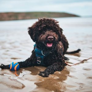 A brown curly-haired dog lies on wet sand, wearing a blue harness and holding an orange and blue ball in its left paw.