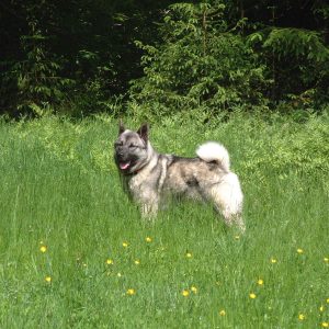 A gray and white dog stands in a grassy field with its tongue out, surrounded by green foliage and yellow flowers.
