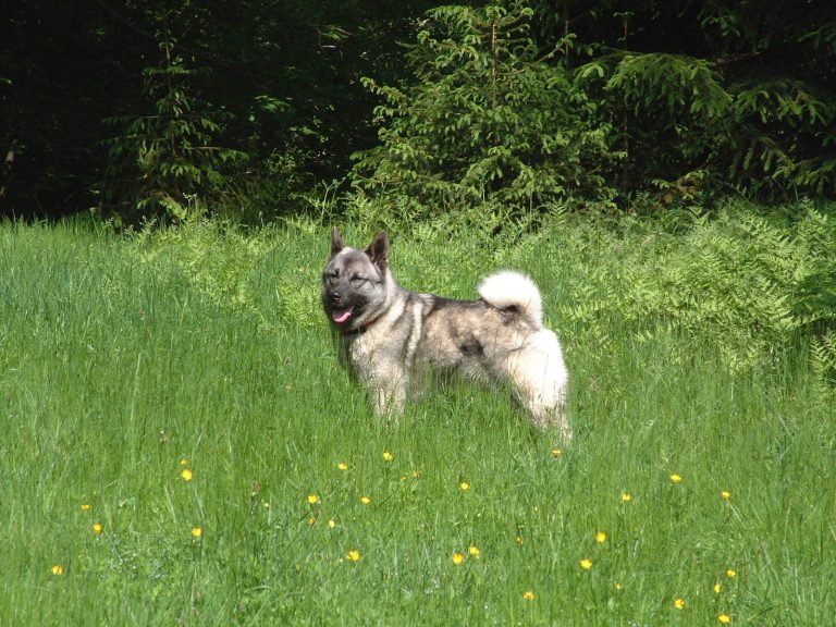 A gray and white dog stands in a grassy field with its tongue out, surrounded by green foliage and yellow flowers.