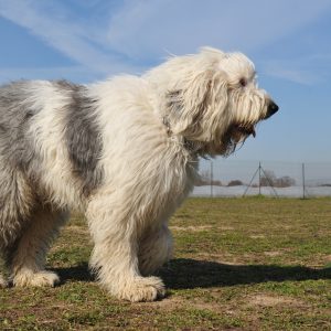 Fluffy, gray and white dog standing on grass in an outdoor field with a clear blue sky in the background.