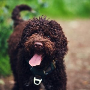 A curly-haired brown dog with a harness and tongue out stands on a dirt path with greenery in the background.