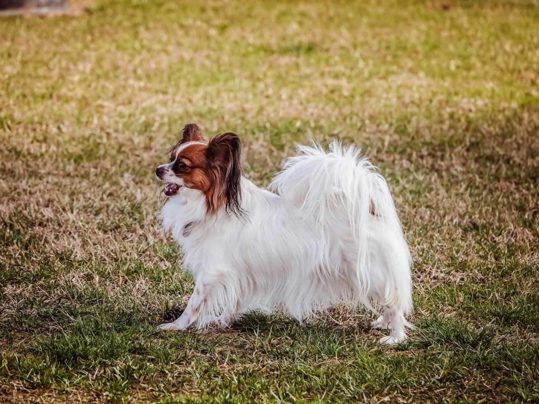 A white and brown Papillon dog walks on grassy ground, looking to the left with its mouth open.
