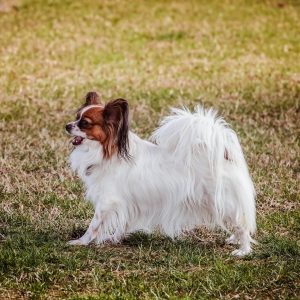 A white and brown Papillon dog walks on grassy ground, looking to the left with its mouth open.