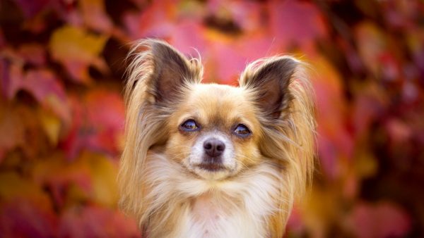 Close-up of a small dog with long ears and fluffy fur against a vibrant autumn leaf background.