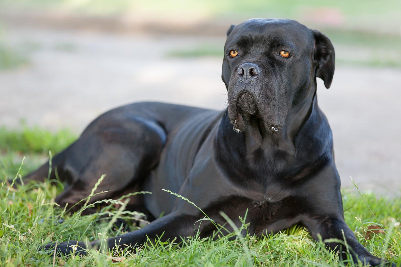 Large black dog lying on grass with alert expression.