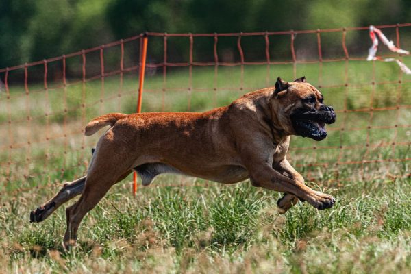 A brown dog runs energetically across a grassy field, with an orange net fence in the background.