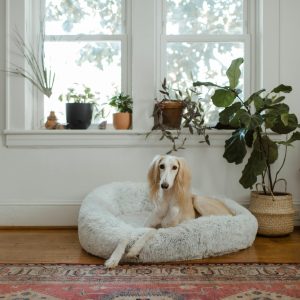 Dog lying on a fluffy bed in a room with several potted plants, large windows, and a patterned rug on the wooden floor.