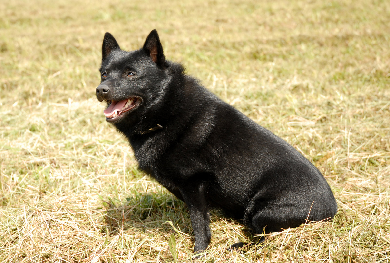 Black dog sitting on dry grass in a field, looking to the side with mouth slightly open.