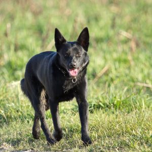 Black dog walking on grass, with its tongue out.