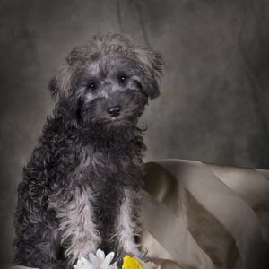 A curly gray and white puppy sits on fabric next to daisies and a yellow flower against a gray background.