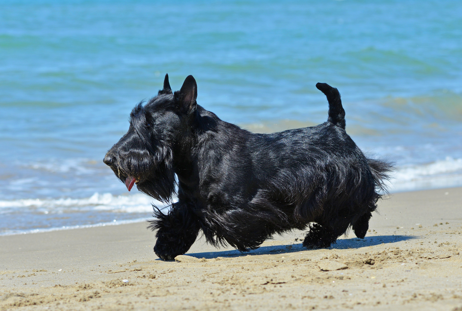 A black Scottish Terrier with a short tail walks along a sandy beach near the ocean.