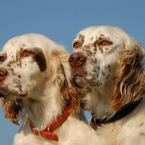 Two English Setters with white fur and brown spots, wearing red and black collars, sitting side by side against a clear blue sky background.