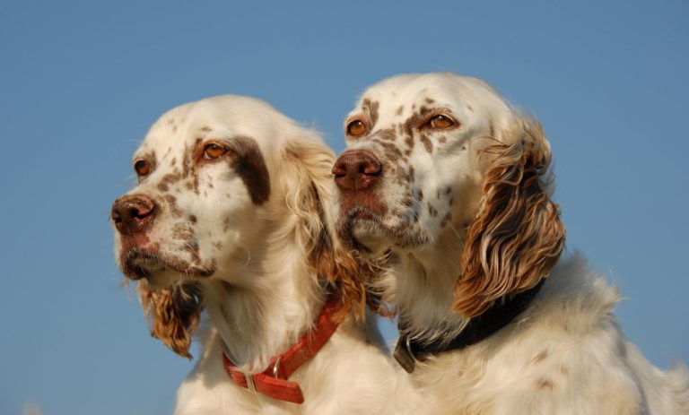 Two English Setters with white fur and brown spots, wearing red and black collars, sitting side by side against a clear blue sky background.