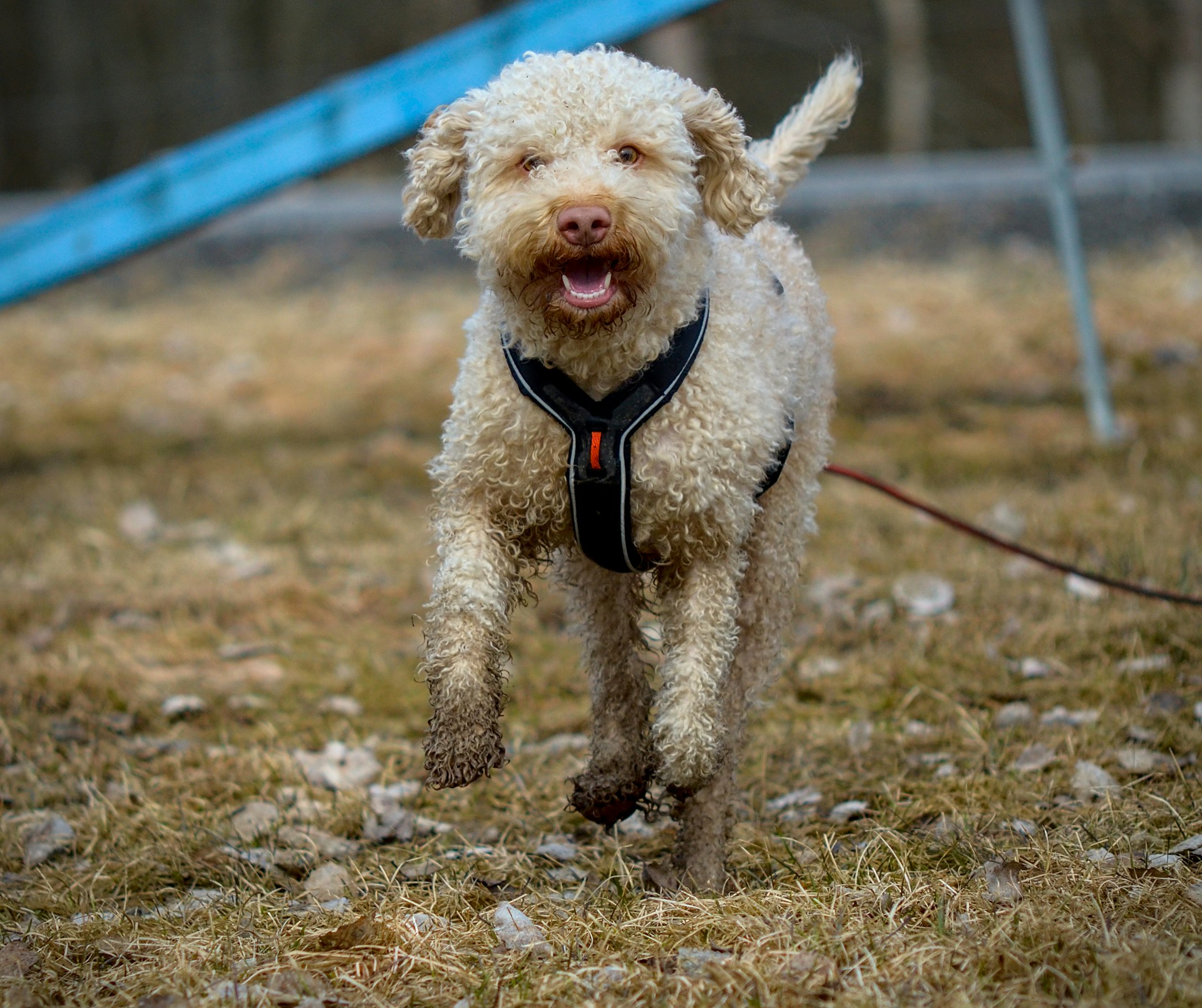 A curly-haired dog wearing a harness runs energetically on a grassy field.
