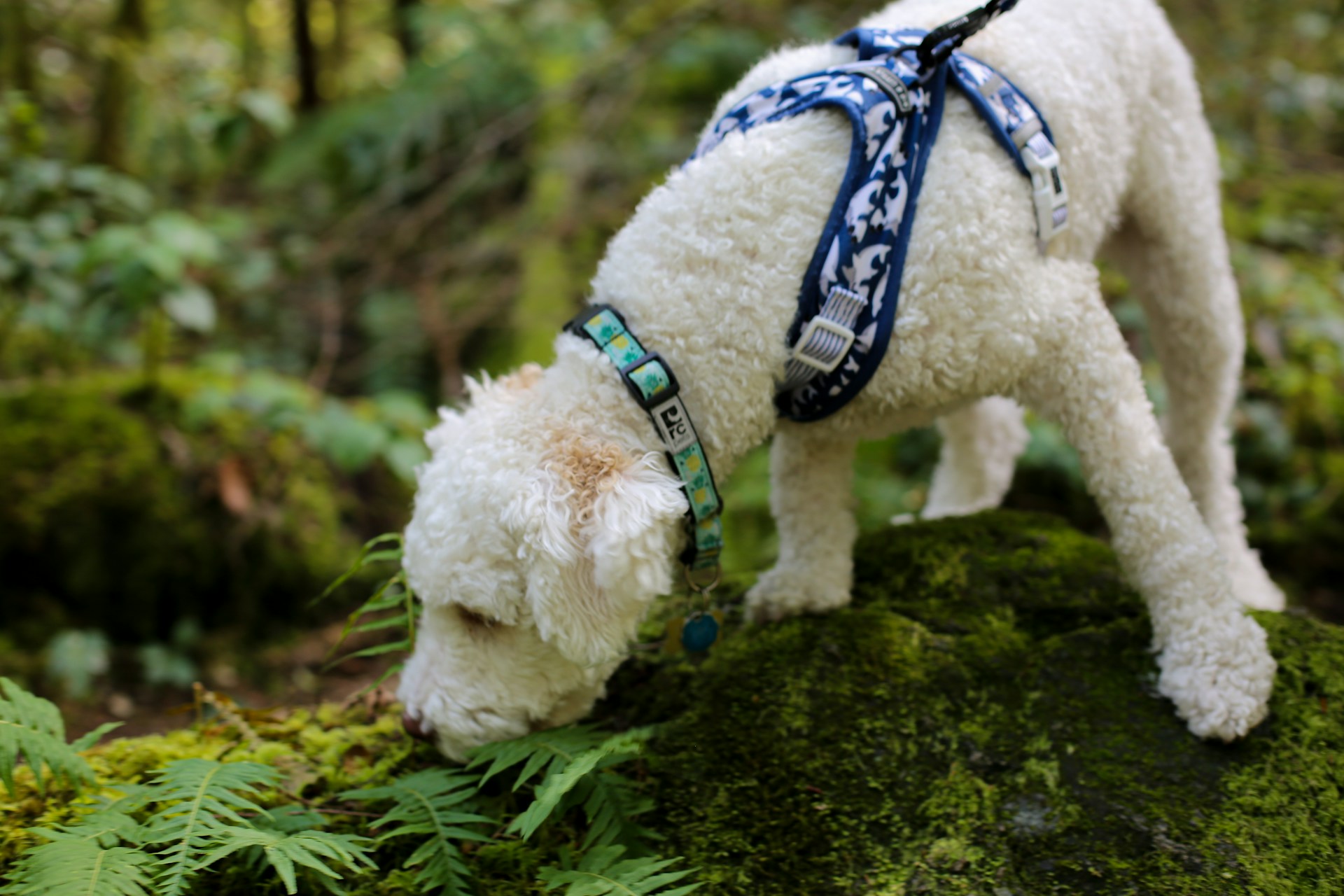 A curly-haired dog wearing a blue harness sniffs a fern on a moss-covered rock in a forest setting.