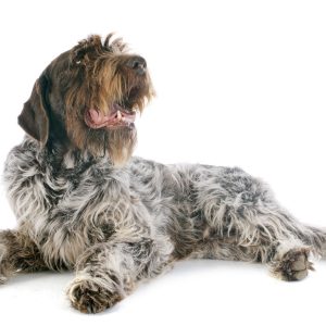 Wirehaired dog lying down, facing left, with mouth open against a white background.