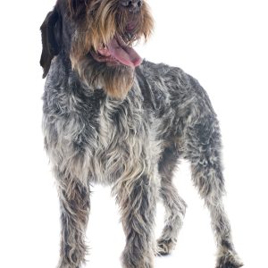 A wirehaired dog stands with its mouth open, showing its tongue, against a white background.