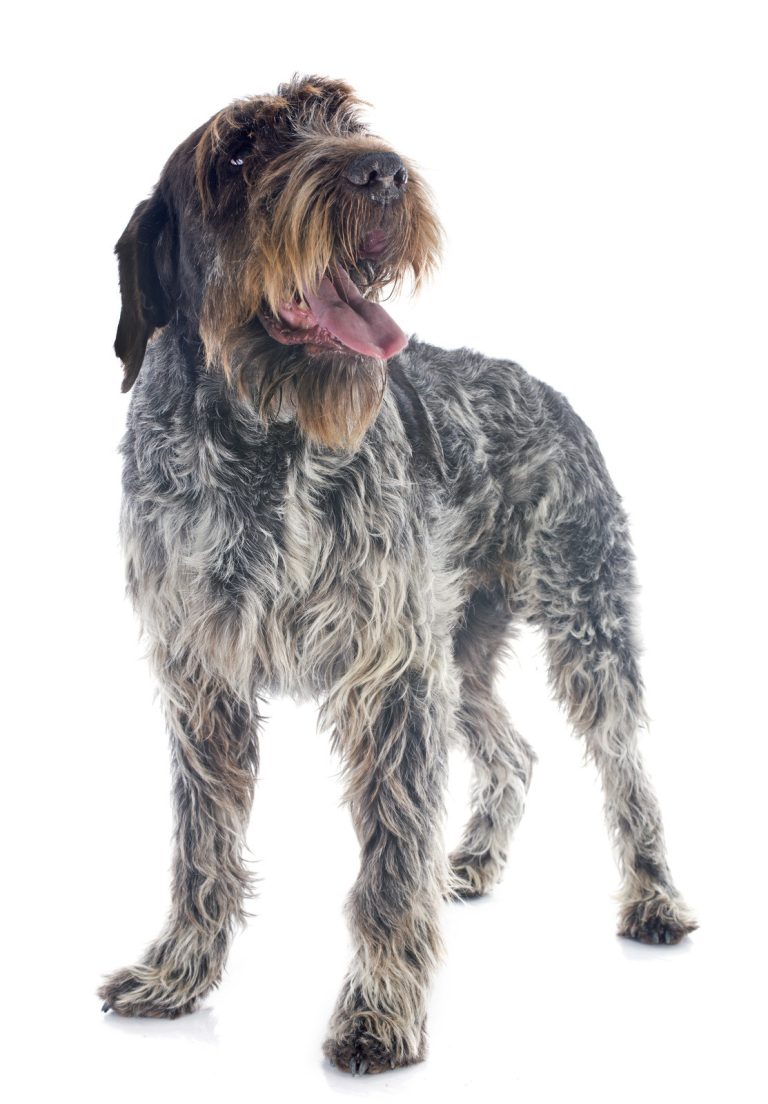 A wirehaired dog stands with its mouth open, showing its tongue, against a white background.