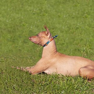 A hairless dog with a blue collar lies on a grassy field, facing left.