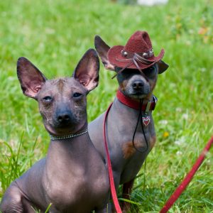 Two hairless dogs sit on grass. One wears a cowboy hat and both have collars.