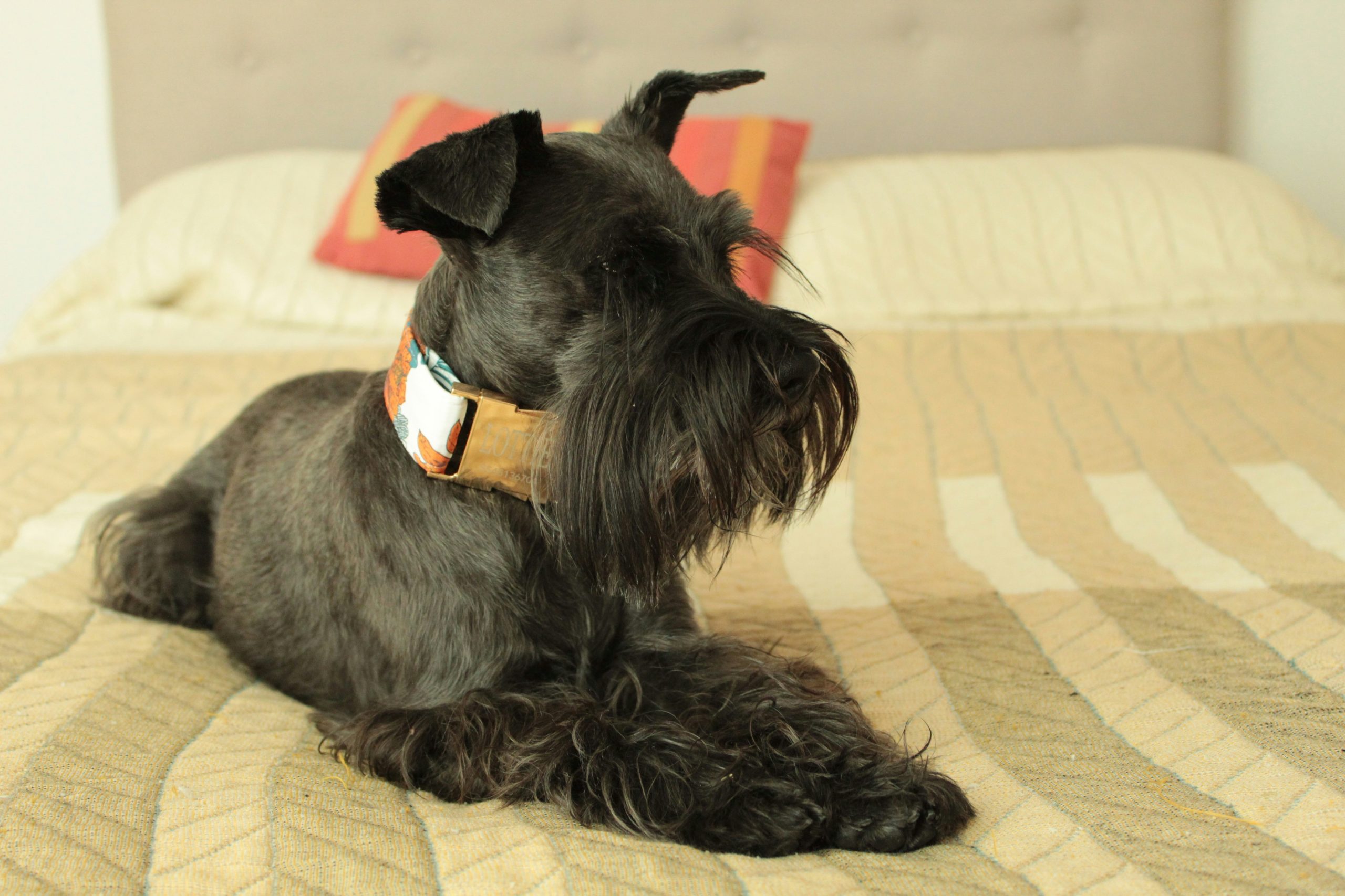 A miniature black Schnauzer dog with a patterned collar is lying on a beige bedspread with striped bedding and a red pillow in the background.