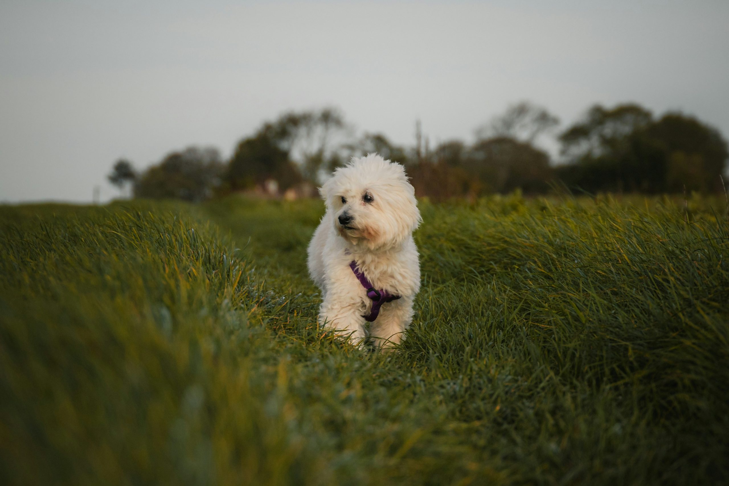 A small bichon frise with a fluffy white coat, wearing a purple harness, stands in tall green grass with trees in the background.