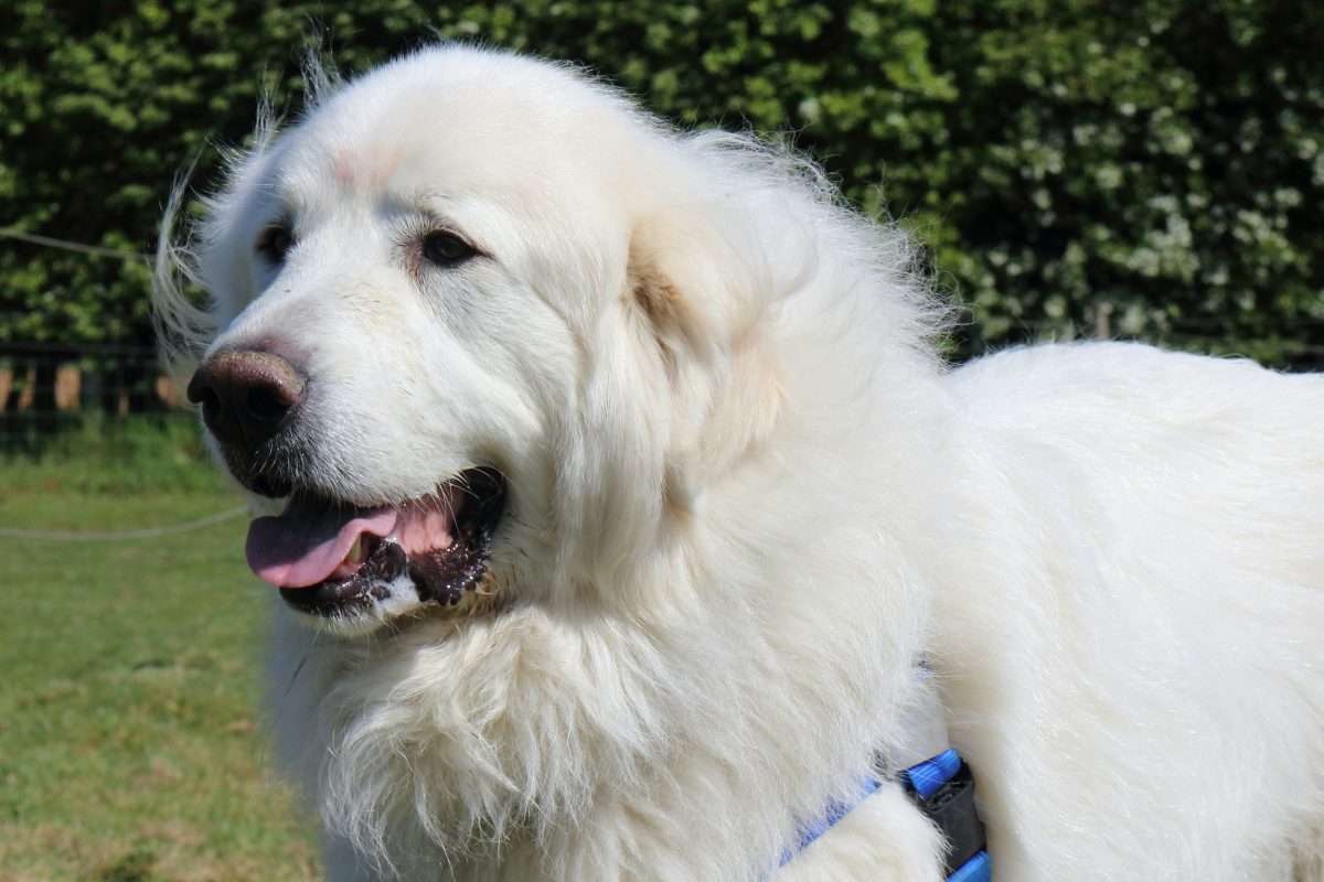 Large white Anatolian Shepherd with a thick, fluffy coat stands outdoors on grass, wearing a blue harness, with green foliage in the background.