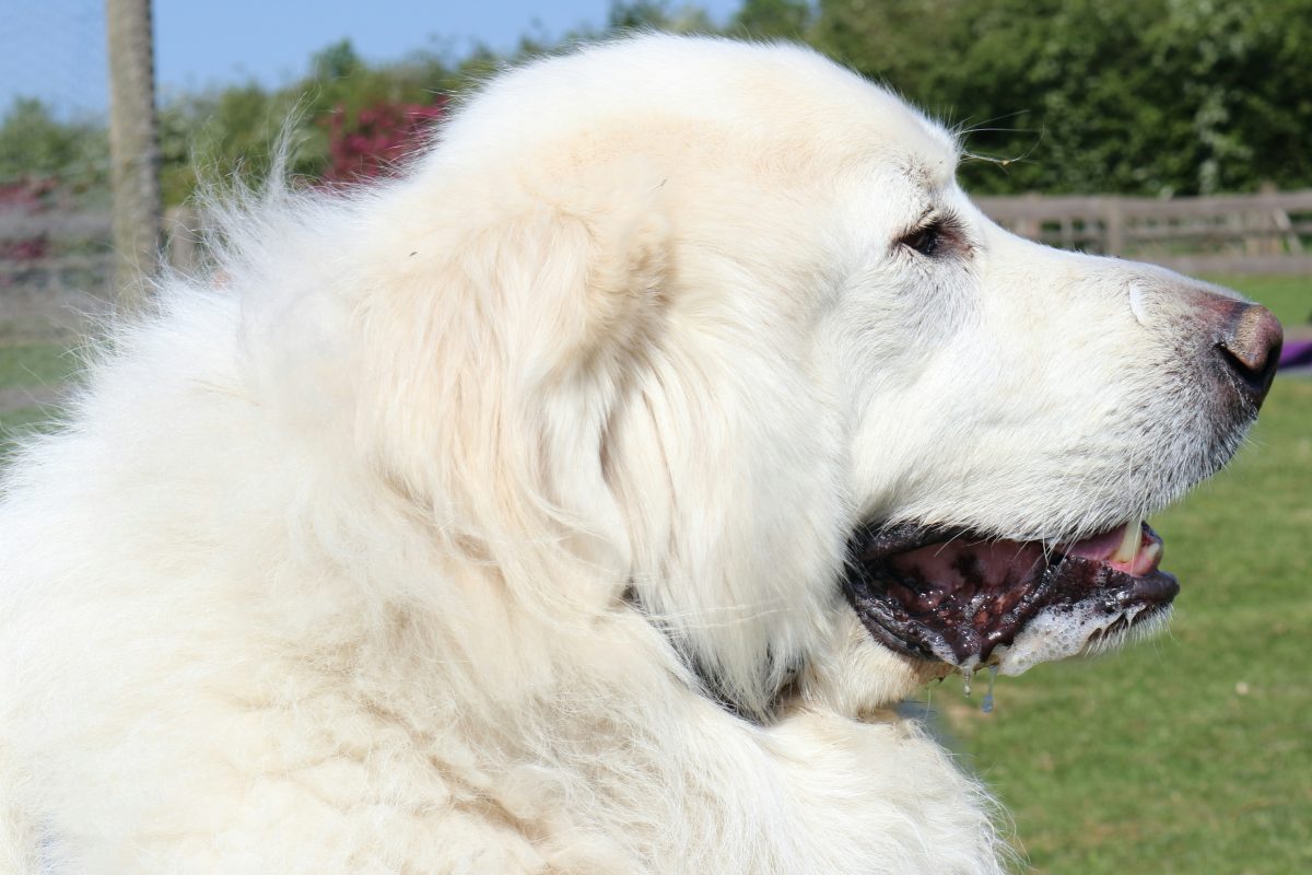A large, fluffy white Anatolian Shepherd is shown in profile outdoors, with its mouth open and tongue slightly visible. Green grass and trees are in the background.