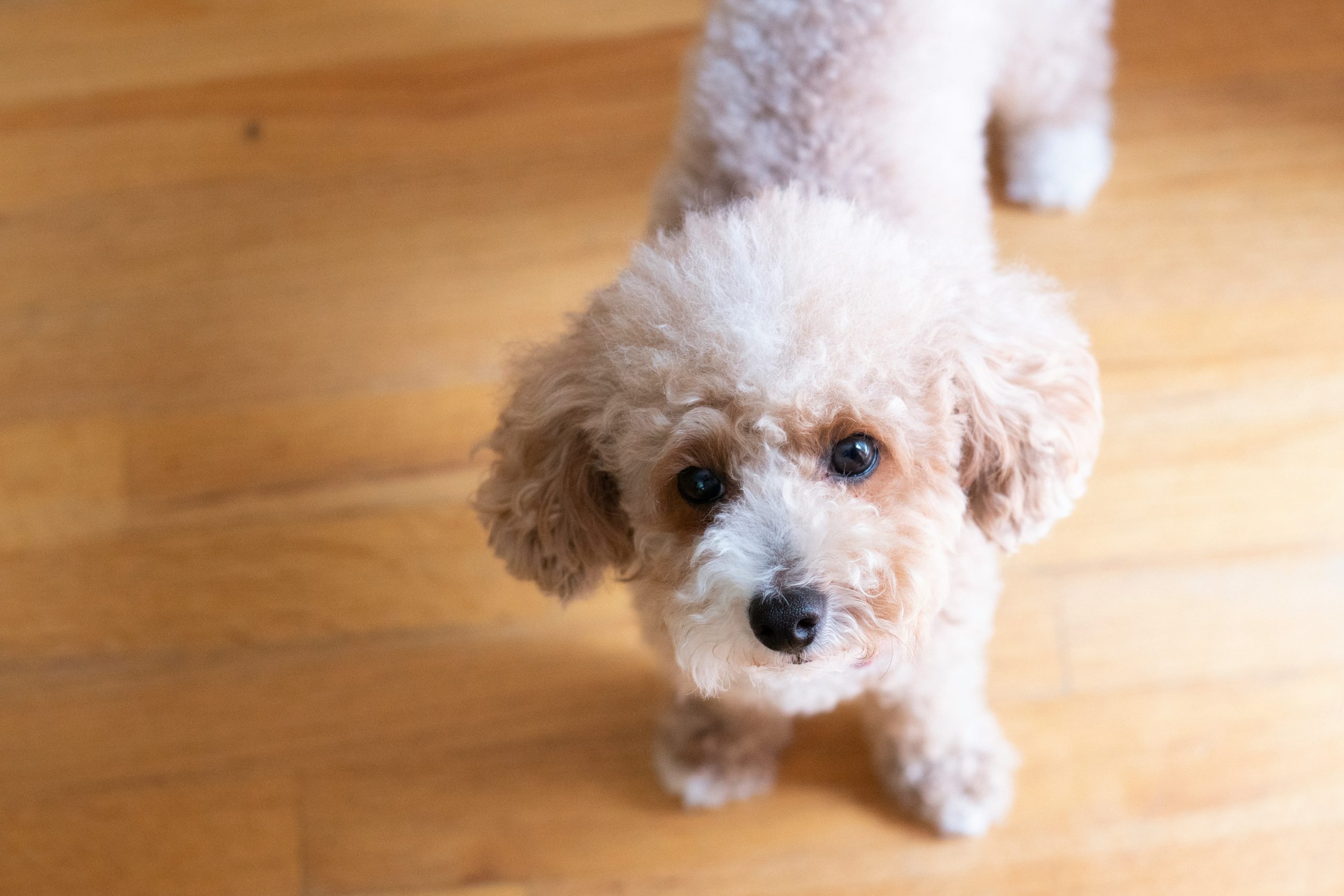 A small fluffy Yorkshire Terrier stands on the wooden floor, gazing up with a curious expression.