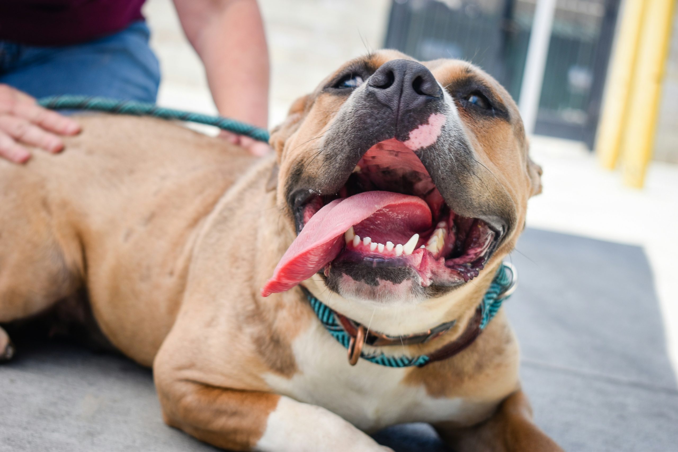 An am staff with a blue collar lies on the ground, mouth open and tongue out, while a person’s hand gently rests on its back.