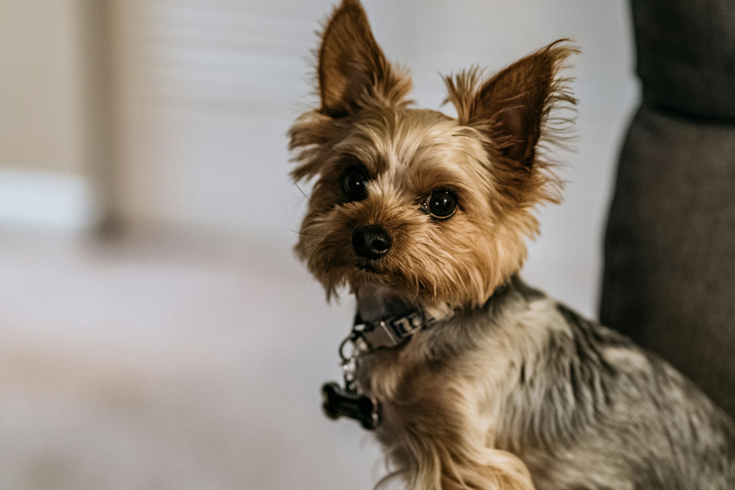 A small Yorkshire Terrier with a silver and black coat and wearing a collar looks directly at the camera while sitting on a couch indoors, showcasing its breed's characteristic charm.