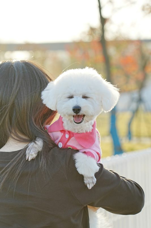A woman holds a joyful bichon frise, its fluffy white coat adorned with a pink harness. The small dog has its mouth open in delight against a backdrop of sunny skies and lush trees.