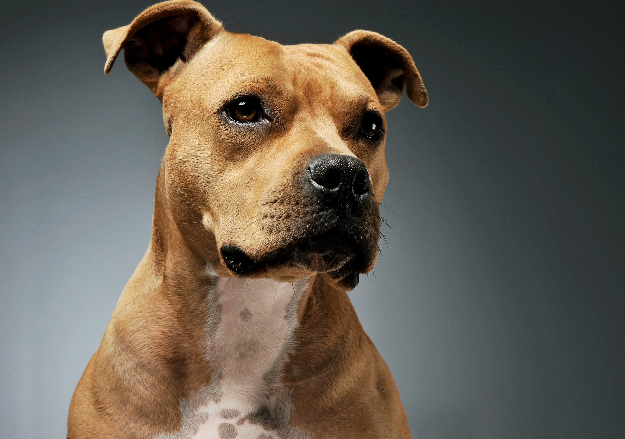 An am staff pit bull with a brown coat and white chest looks slightly to the side against a plain dark background.