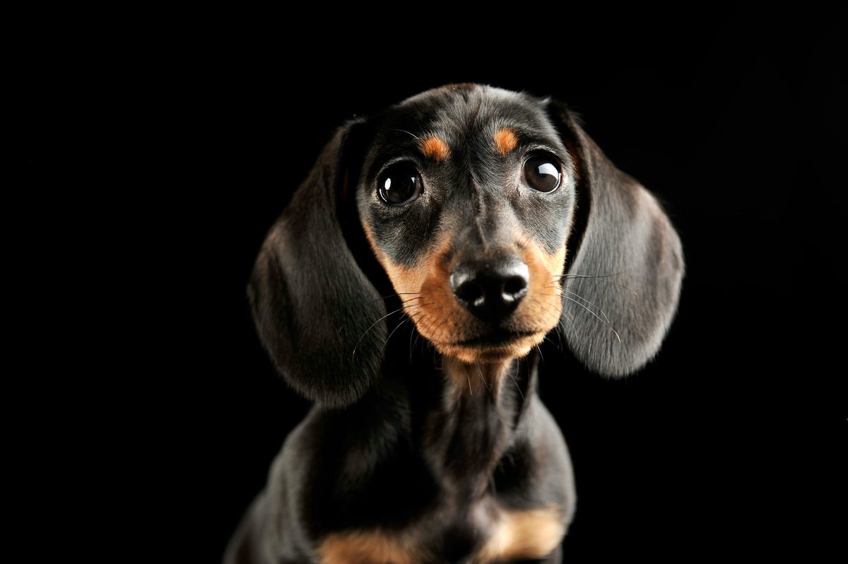 A close-up of a black and tan dachshund dog with large eyes and floppy ears, its sleek coat reminiscent of a miniature pinscher, set against a solid black background.