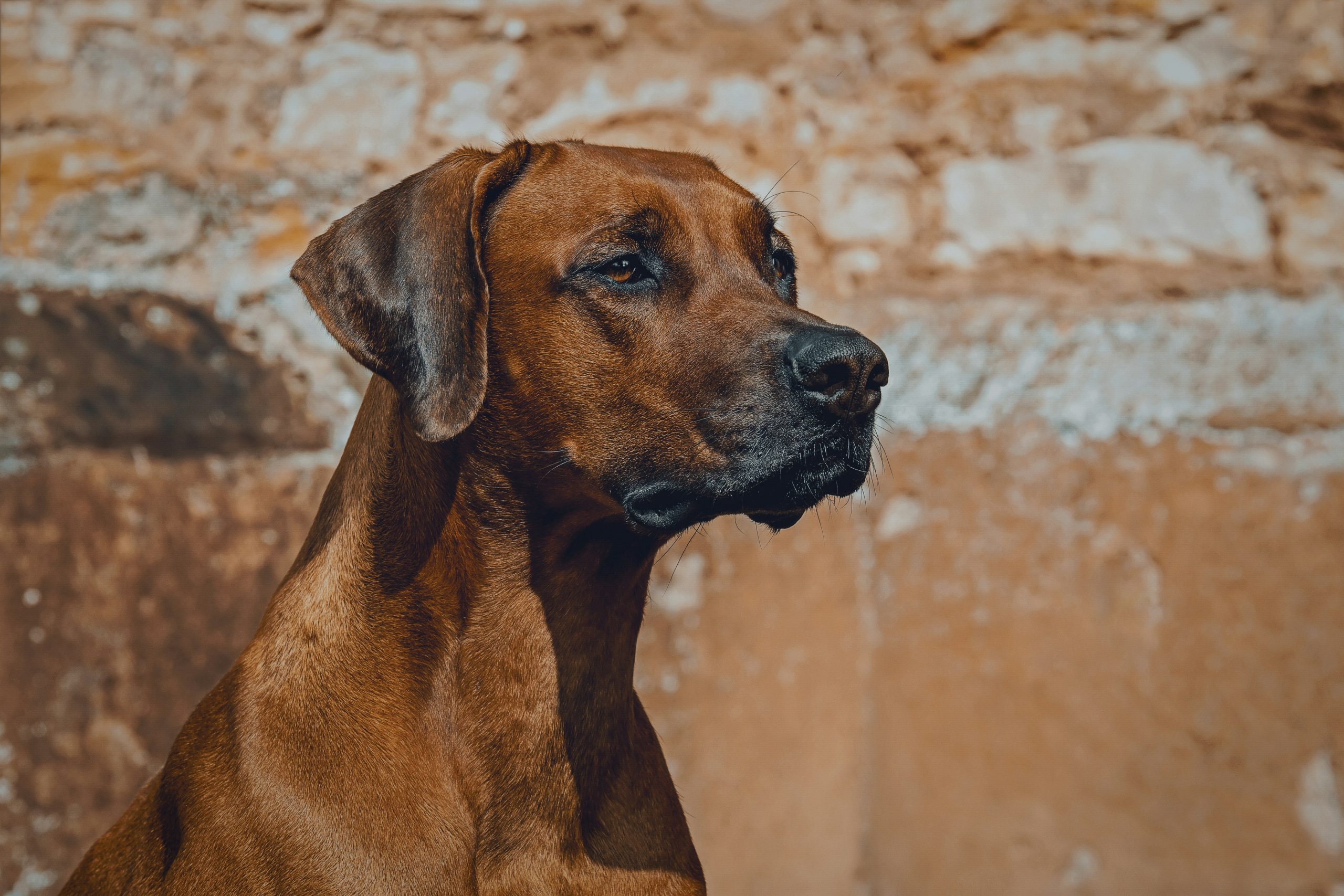 A brown Rhodesian Ridgeback with a short coat sits against a stone wall, gazing intently into the distance.
