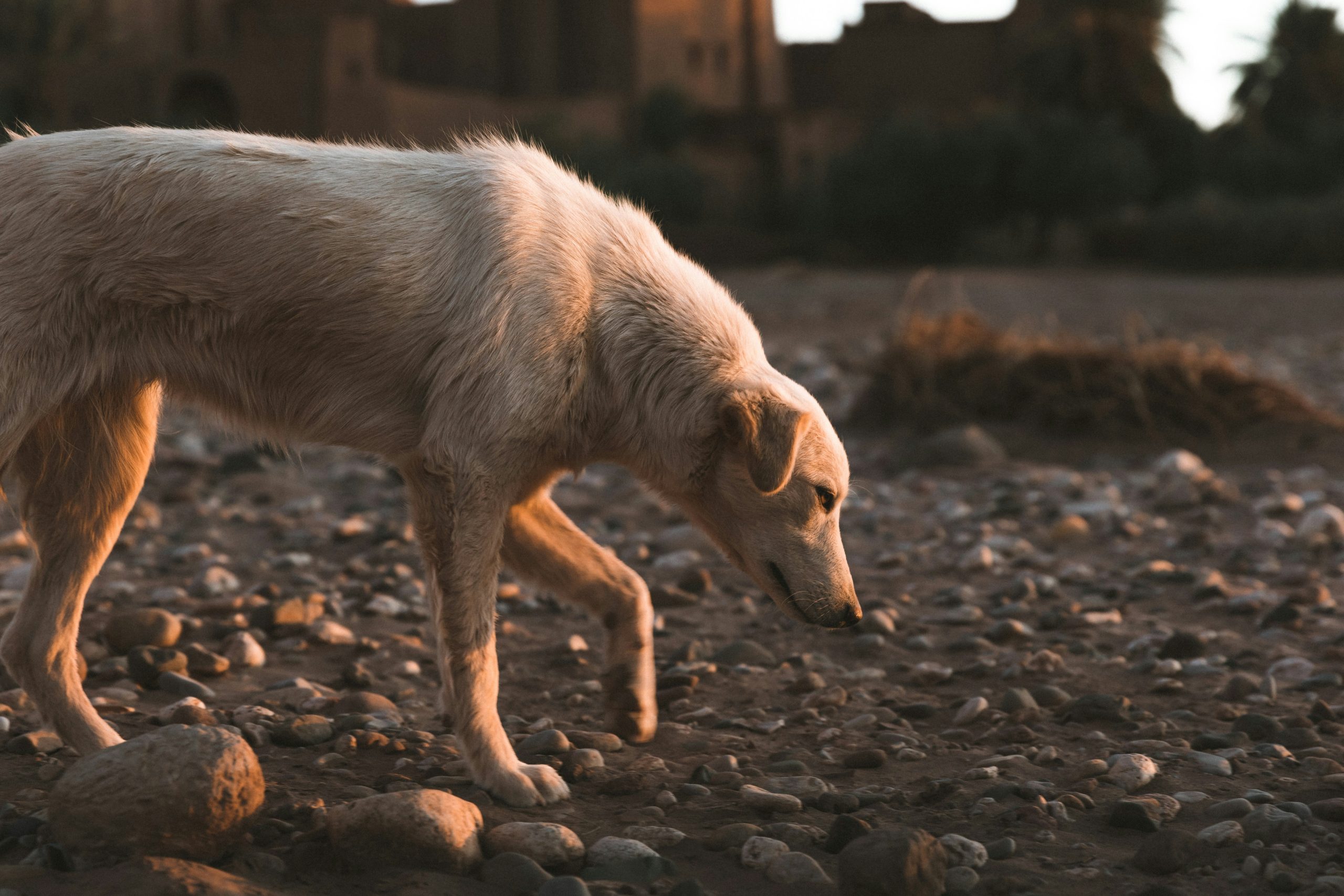 An Anatolian Shepherd walks on a rocky, pebbled ground at sunset, with blurred buildings and greenery in the background.
