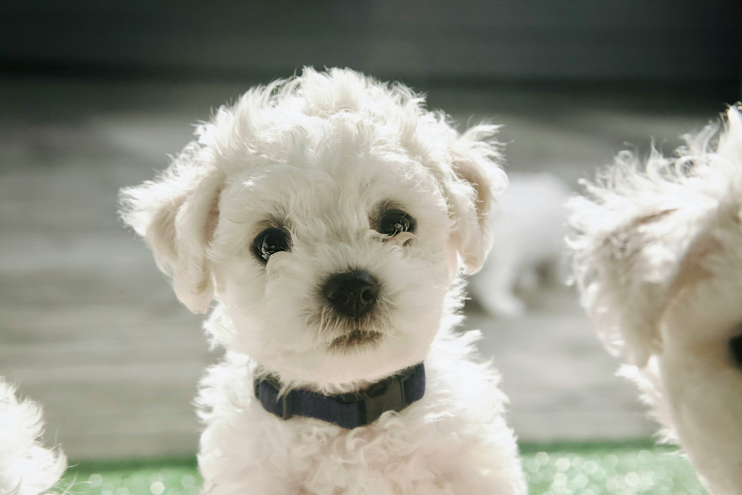 A small bichon frise puppy with curly white fur and a dark collar looks directly at the camera, surrounded by other puppies in a bright setting.