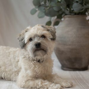 A small, fluffy Havanese dog lies on a light-colored floor next to a large ceramic vase filled with green foliage.