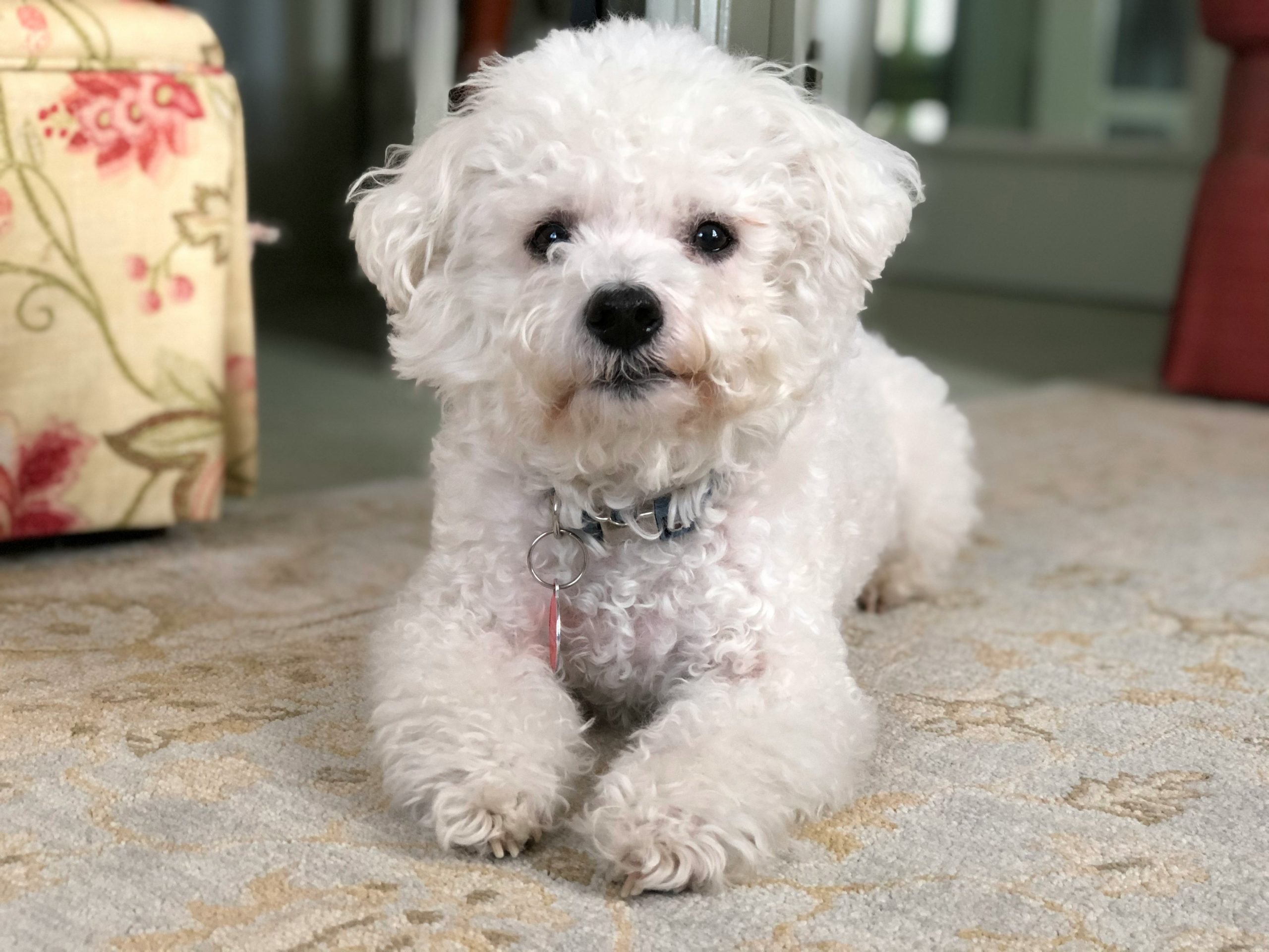 A small, fluffy Bichon Frise lounges on a patterned carpet, looking adorably at the camera.
