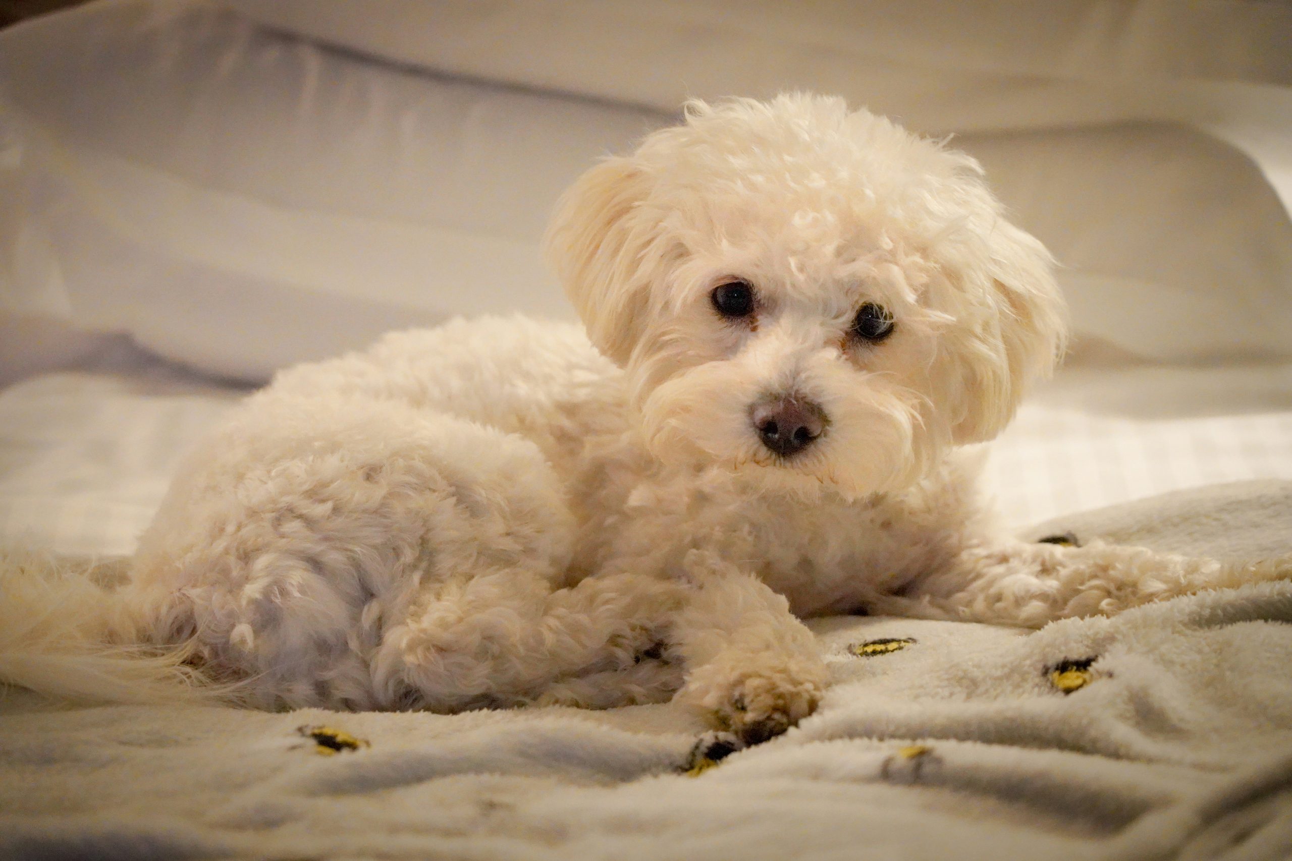 A small, fluffy Bichon Frise is lying on a bed covered with a patterned blanket. The dog has a curly white coat and looks intently toward the camera, exuding an irresistible charm.
