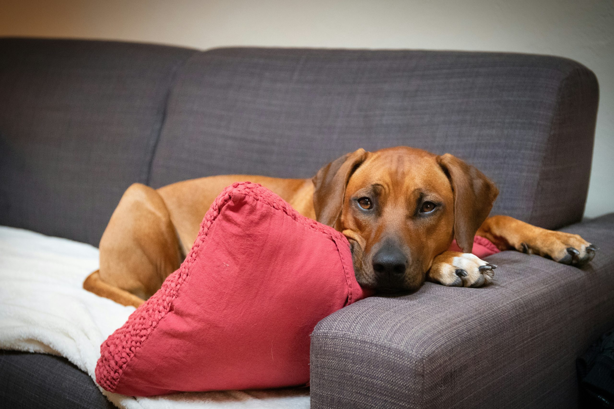 A Rhodesian Ridgeback lies comfortably on a gray couch, its brown head nestled against a red pillow, gazing directly at the camera.
