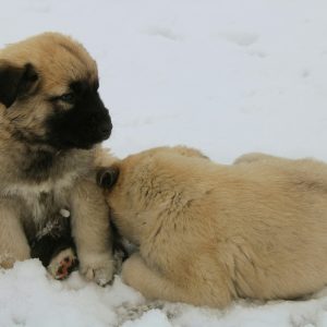 Two light brown Anatolian Shepherd puppies are sitting and lying on snow; one sits upright while the other is curled up with its head down.
