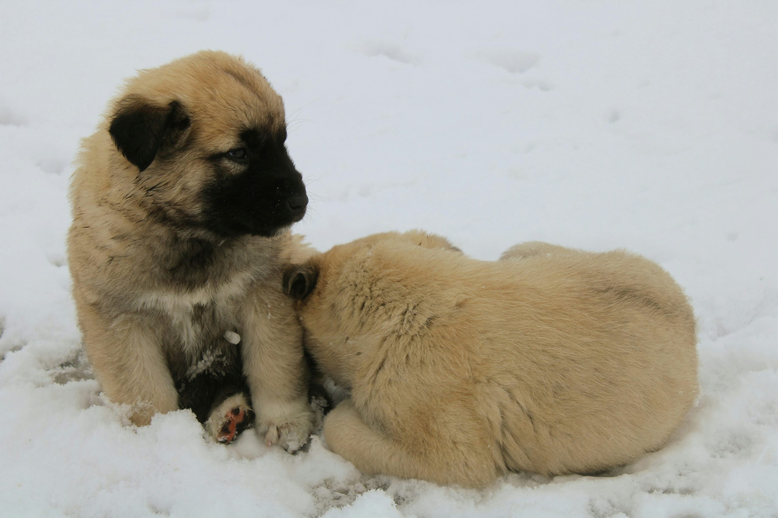 Two light brown Anatolian Shepherd puppies are sitting and lying on snow; one sits upright while the other is curled up with its head down.