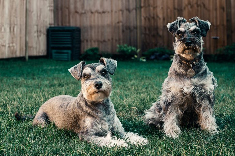 Two miniature schnauzer dogs, one lying down and one sitting, are in a grassy backyard with a wooden fence in the background.