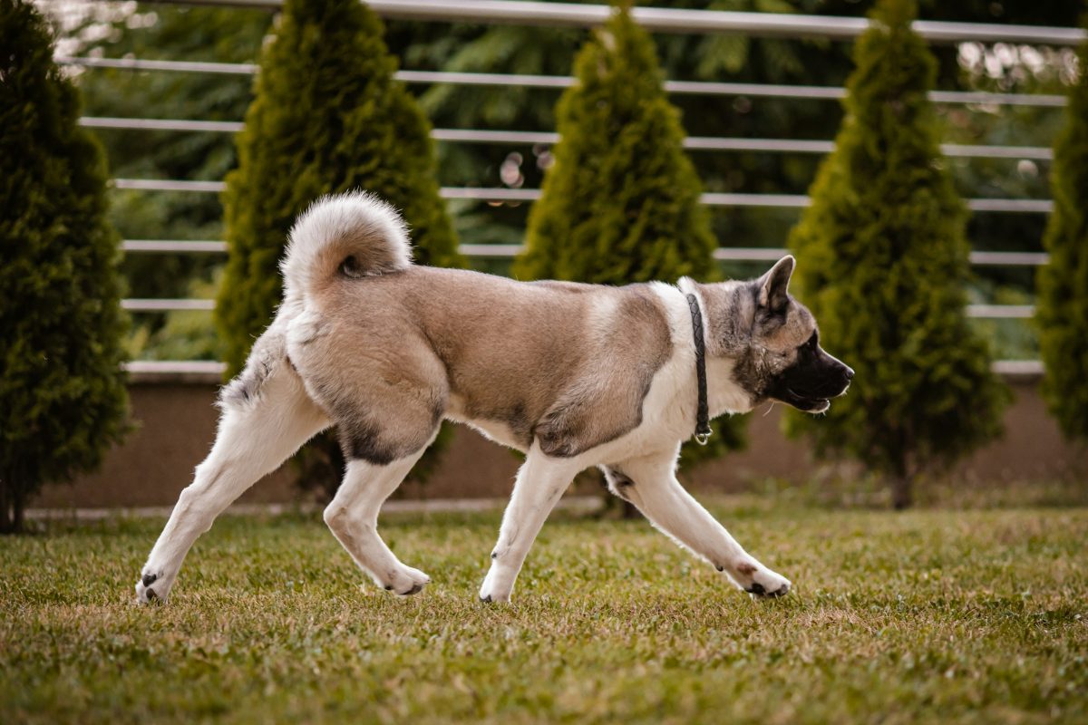 An American Akita with a curled tail and short fur walks on grass near a row of trees and a metal fence in the background.