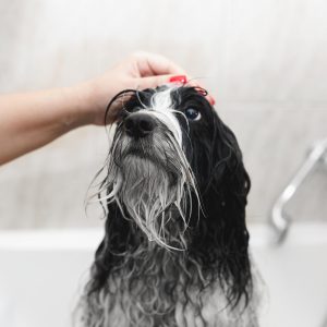 Wet dog being petted on the head by a person's hand in a bathroom with a bathtub and a faucet in the background.