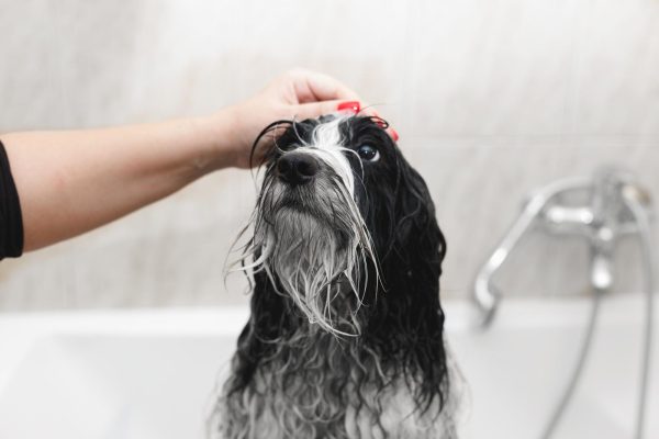 Wet dog being petted on the head by a person's hand in a bathroom with a bathtub and a faucet in the background.